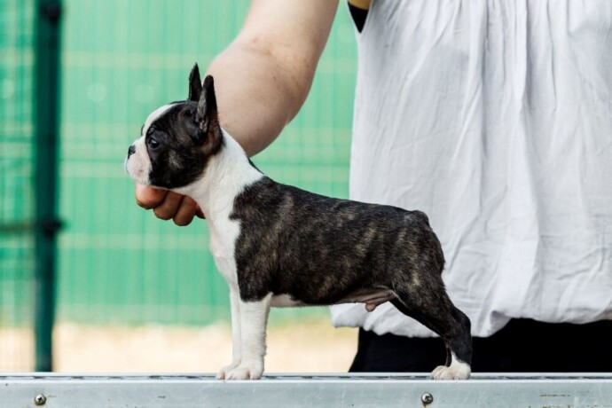 boston-terrier-big-1