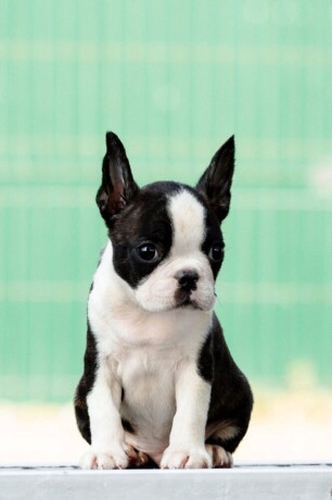 boston-terrier-big-0