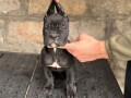 cane-corso-stenci-small-4