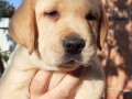 labrador-stenci-small-2