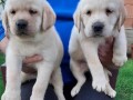 labrador-stenci-small-3