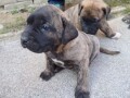 presa-canario-small-1