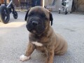 presa-canario-small-3