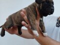 presa-canario-small-2