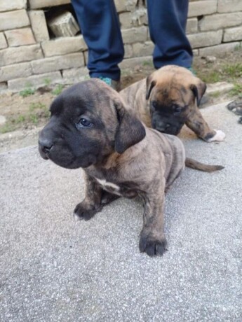 presa-canario-big-1