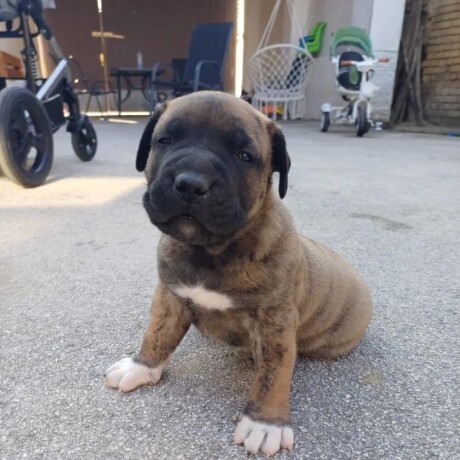 presa-canario-big-3