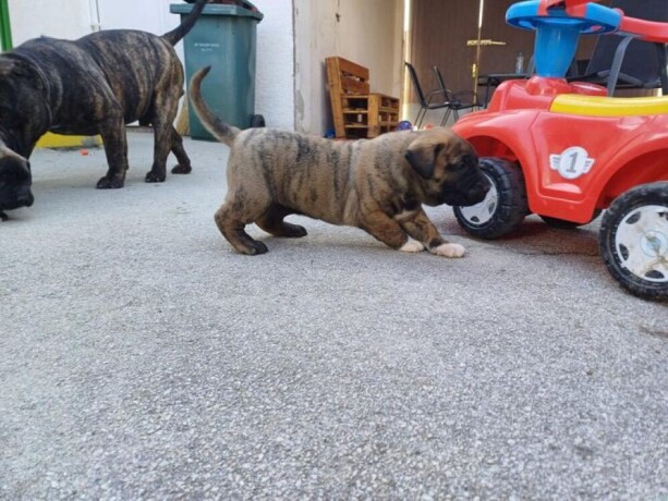 presa-canario-big-0