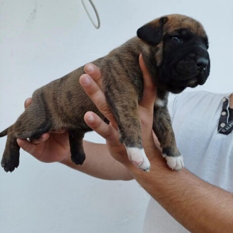 presa-canario-big-2