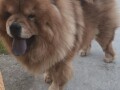 cau-cau-chow-chow-stenci-small-1