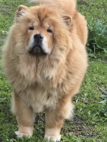 cau-cau-chow-chow-stenci-big-0