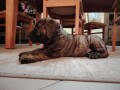 presa-canario-vrhunsko-leglo-small-3