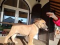 presa-canario-vrhunsko-leglo-small-2