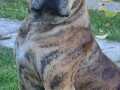 presa-canario-vrhunsko-leglo-small-1