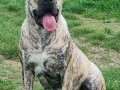 presa-canario-vrhunsko-leglo-small-0