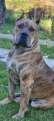 presa-canario-vrhunsko-leglo-big-1