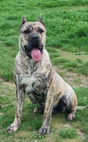 presa-canario-vrhunsko-leglo-big-0