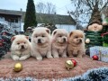 chow-chow-cau-cau-small-2