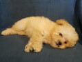 maltipoo-oba-pola-small-1