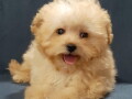 maltipoo-oba-pola-small-0