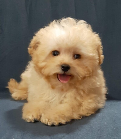 maltipoo-oba-pola-big-0