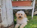 goldendoodle-dvije-zenke-small-0