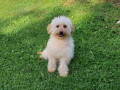 goldendoodle-dvije-zenke-small-2