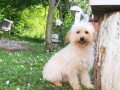 goldendoodle-dvije-zenke-small-1