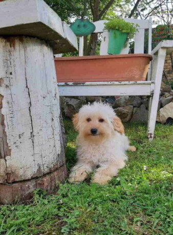 goldendoodle-dvije-zenke-big-0