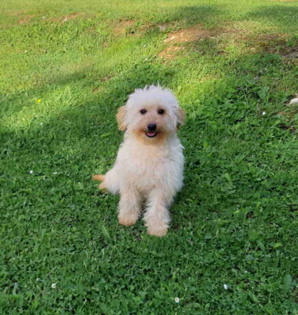 goldendoodle-dvije-zenke-big-2