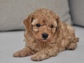 mini-poodle-small-2