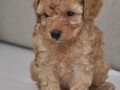 mini-poodle-small-3