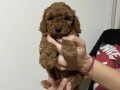 mini-poodle-small-0