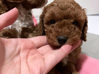 Mini poodle