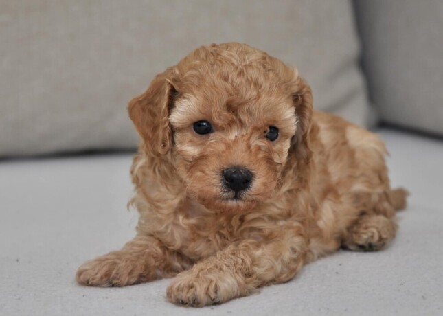 mini-poodle-big-2