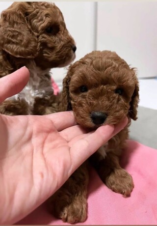 mini-poodle-big-4