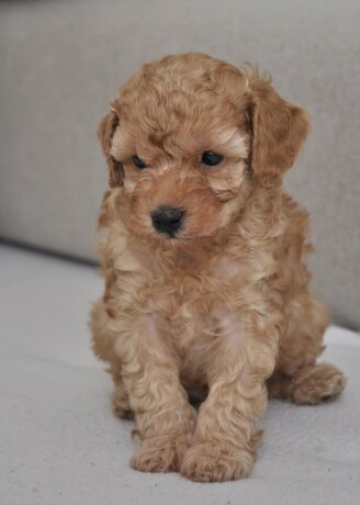 mini-poodle-big-3