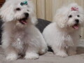 bichon-bolognese-3-zenska-stenca-small-0