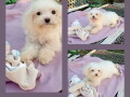 bichon-bolognese-3-zenska-stenca-small-1