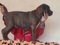 cane-corso-small-2