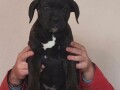 cane-corso-small-4