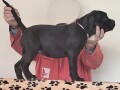 cane-corso-small-3