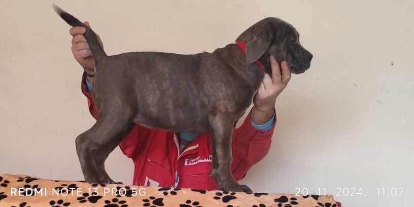 cane-corso-big-2