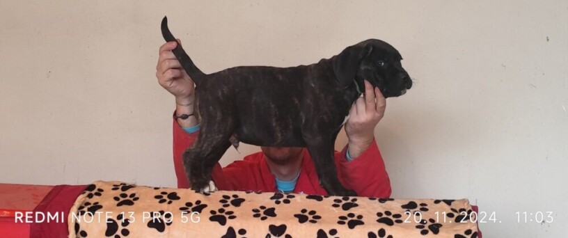 cane-corso-big-1