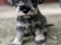 patuljasti-snaucer-miniature-schnauzer-small-0