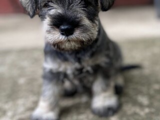 Patuljasti Šnaucer Miniature Schnauzer