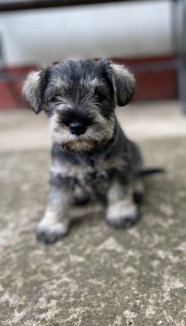 patuljasti-snaucer-miniature-schnauzer-big-0