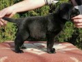 labrador-retriver-small-3