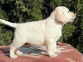 labrador-retriver-small-4