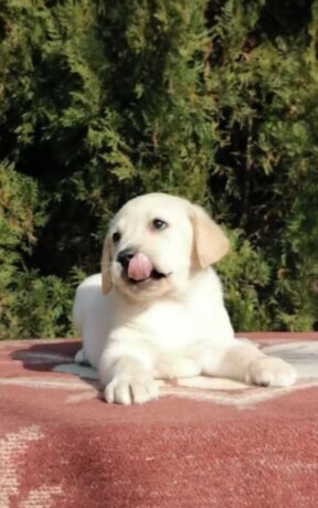 labrador-retriver-big-1