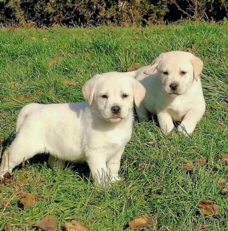 labrador-retriver-big-2